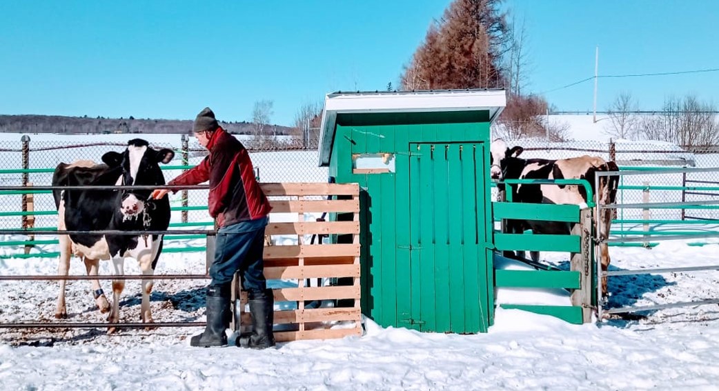 Concept d'aire d'exercice pour vaches laitières