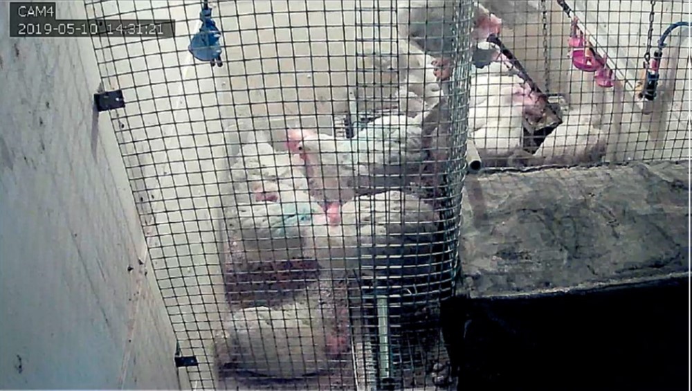 Enregistrement vidéo de poules dans une volière expérimentale